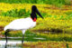 Conheça a fauna e flora do pantanal Pensamento Verde