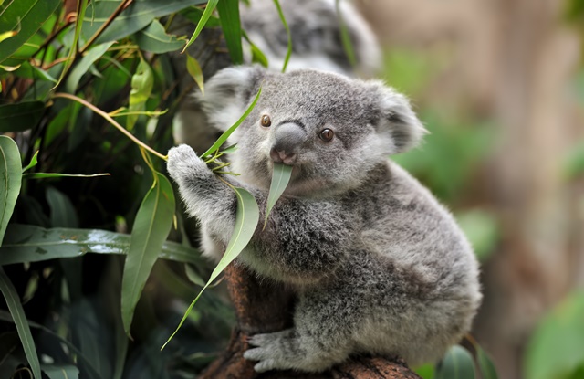 Um pequeno animal com um grande número de pequenos objetos em cima dele.