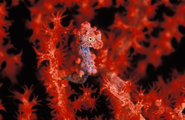 Um pequeno animal com um grande número de pequenos objetos em cima dele.