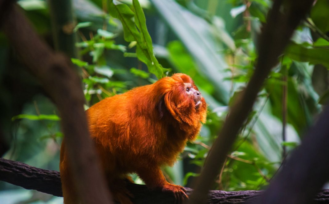 Animais Em Extin O No Brasil Pensamento Verde