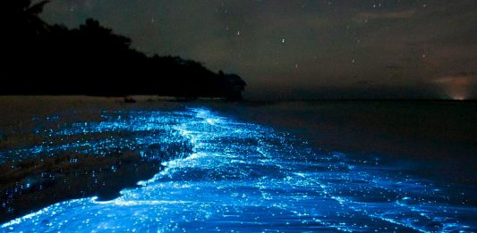 bioluminescencia mares capa