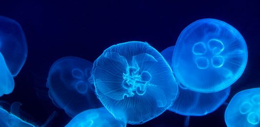 bioluminescencia_mares_interna